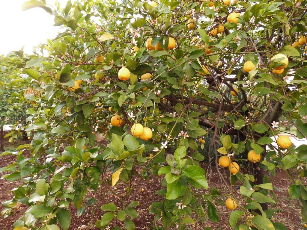 Alloggio per agriturismo Limoneto Syracuse